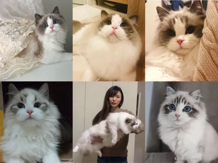 猫ブリーダー 有名ブリーダーから探す！人気の猫種徹底解説